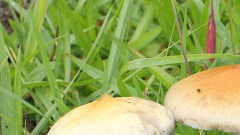 Hongos alucinógenos