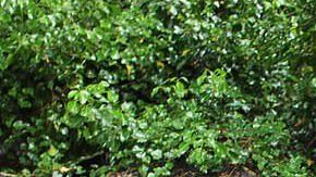 Jaguar E-Type de 1964 / Foto: E-Type UK