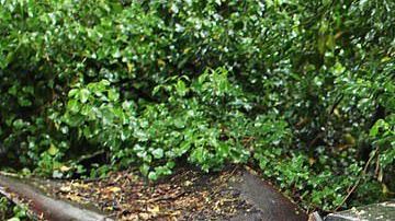 Jaguar E-Type de 1964 / Foto: E-Type UK