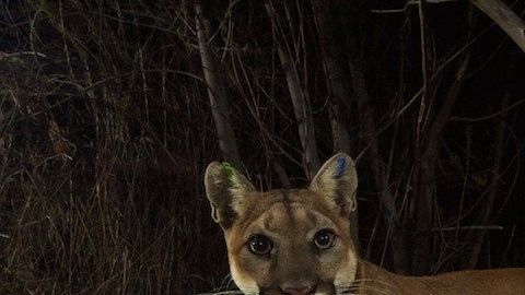 Leona de montaña P-35 en las montañas de Santa Susana.