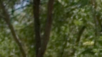 La Patrulla Fronteriza aún no ha explicado por qué el agente disparó.