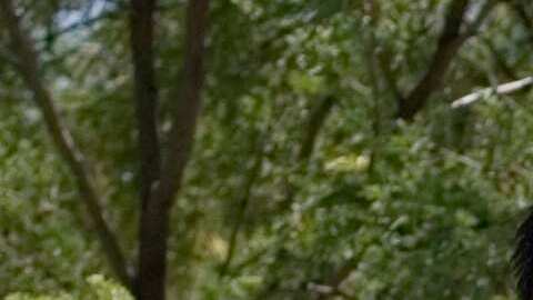 La Patrulla Fronteriza aún no ha explicado por qué el agente disparó.