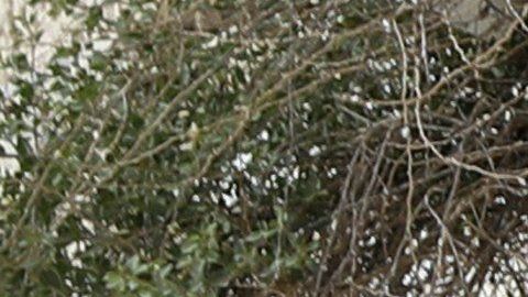 El presidente Trump ha visitado Israel.