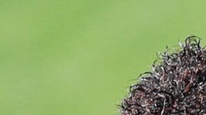 El PSG quiere asegurarse que el diagnóstico de la selección brasileña sobre Neymar es el correcto.