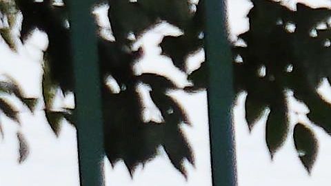 Las pruebas de toxicología encontraron que tenía un alto nivel de saturación de monóxido de carbono