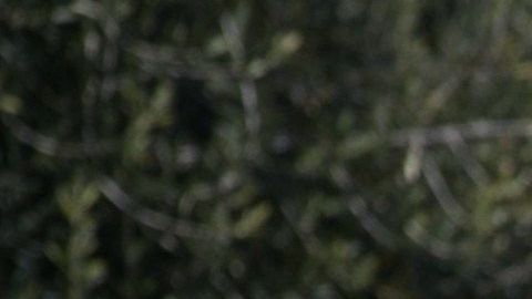 miles de sus pequeños robots cúbicos equipados con seis ruedas y un banderín circularán por 100 universidades de Estados Unidos el próximo año.