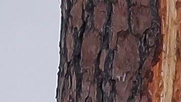 PGA Tour informó que el juego quedó suspendido tras la tormenta eléctrica