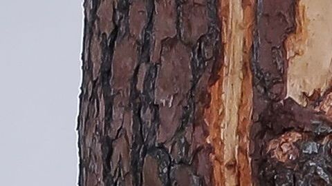 PGA Tour informó que el juego quedó suspendido tras la tormenta eléctrica