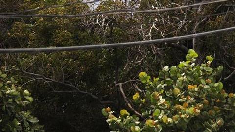 Una casa rústica con toldo azul sobre el techo para protección en Ponce, en la costa sur de Puerto Rico.