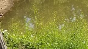 El Firebird fue creado con el propósito de competir con el Ford Mustang