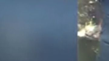 Cientos de abejas sobre el trasero de un hombre.