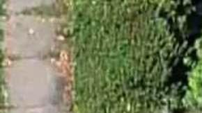 El vehículo dañó la residencia en North Planfield