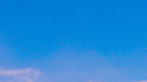 El bosque de Chapultepec le ganó a parques de Nueva Zelanda y Malasia.