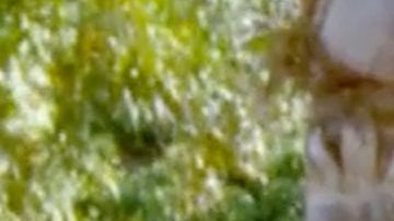 Chiquis Rivera y Lorenzo Méndez