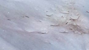 La nieve adquiere color rosado por la presencia de un alga.