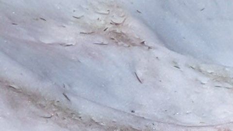 La nieve adquiere color rosado por la presencia de un alga.