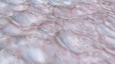 La nieve adquiere color rosado por la presencia de un alga.