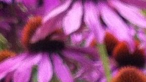 Actualmente la tecnología farmacéutica permite la aplicación de ciertos extractos de plantas medicinales en presentaciones tipo cápsulas, comprimidos, cremas y jarabes.