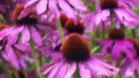 Actualmente la tecnología farmacéutica permite la aplicación de ciertos extractos de plantas medicinales en presentaciones tipo cápsulas, comprimidos, cremas y jarabes.