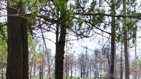 Enrique García, abogado defensor del bosque conocido como El Ajusco, en la Ciudad de México.
