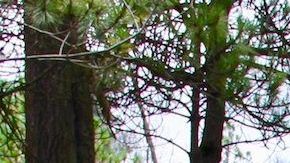 Enrique García, abogado defensor del bosque conocido como El Ajusco, en la Ciudad de México.