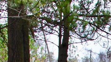 Enrique García, abogado defensor del bosque conocido como El Ajusco, en la Ciudad de México.