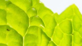 Si te aburre beber agua natural, personaliza tus bebidas agregando frutas y hierbas naturales. Tendrán un sabor delicioso, natural y sin azúcar.