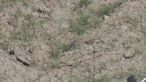 Inmigrantes se entregan a la Patrulla Fronteriza en la frontera sur.