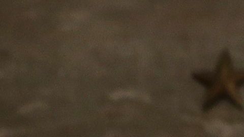 Donald Trump, presidente de los Estados Unidos.