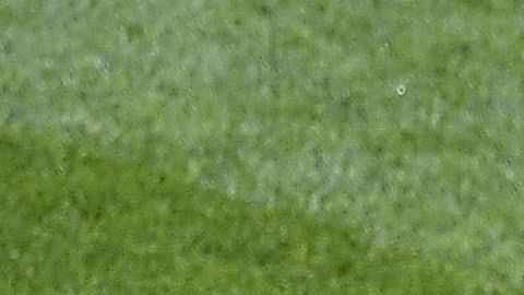 Paco Memo se convertirá en el futbolista mejor pagado de la Liga MX.