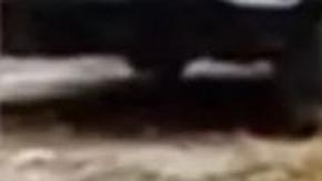 Perro finge estar herido para que le den comida.