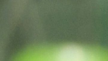 Jose Juan Macias,el mejor goleador mexicano del  torneo con solo 19 años.