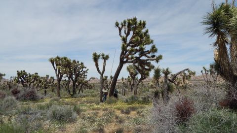 El cuerpo fue hallado en Joshua Tree el 16 de agosto.