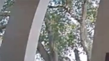 El hombre se montó en la bicicleta para niños y se la llevó sin mostrar gran preocupación.