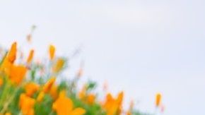 Las hormonas tienen una importante influencia en regular los niveles en la sangre de líquidos, sal y azúcar.