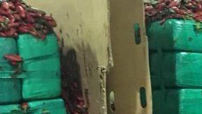 Pacas de marihuana camufladas.