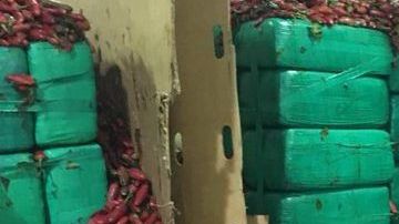 Pacas de marihuana camufladas.