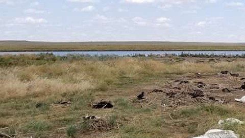 Aves heridas y muertas por tormenta de granizo.
