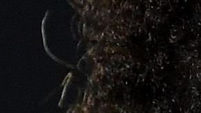 Por una o por otra razón, el brasileño Neymar está en boca de todos.