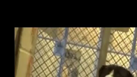 El perrito no puede ocultar su alegría.