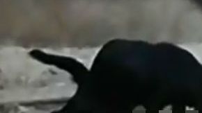 Ante la falta de alimento, los perros comían a otros canes,