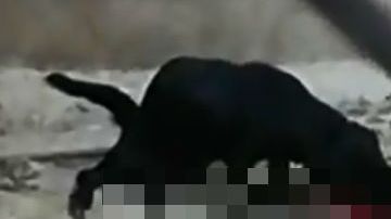 Ante la falta de alimento, los perros comían a otros canes,