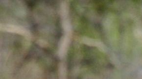 Los rinocerontes se identifican por sus hocicos con cuernos.