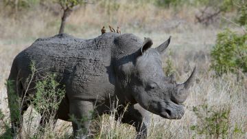 Los rinocerontes se identifican por sus hocicos con cuernos.