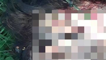 Sapos mujer Culiacán, Cártel de Sinaloa