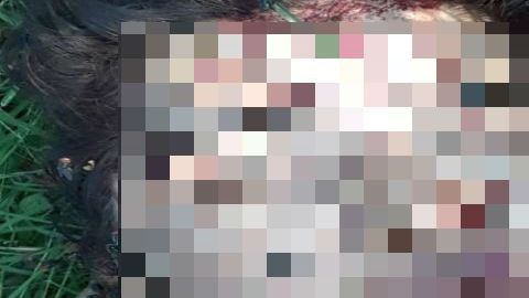 Sapos mujer Culiacán, Cártel de Sinaloa