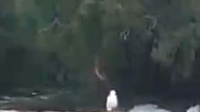 Muchos osos buscan refrescarse en Alaska hoy.