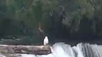 Muchos osos buscan refrescarse en Alaska hoy.