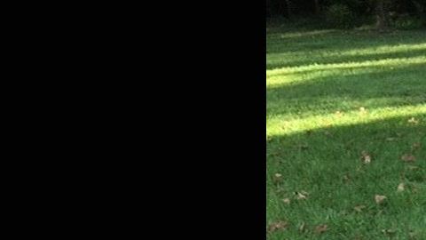 La serpiente que mató la abuela