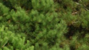 Honda Fit / Foto: Shutterstock